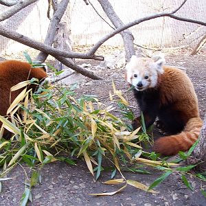 Red Panda (Ailurus fulgens)