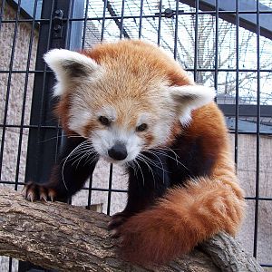 Red Panda (Ailurus fulgens)