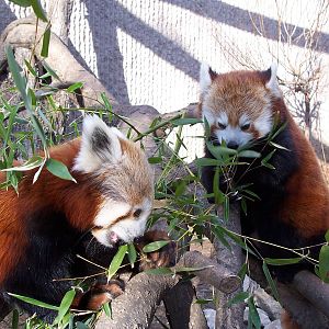 Red Panda (Ailurus fulgens)