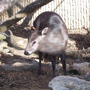 Tufted Deer (Elaphodus cephalophus)