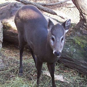 Tufted Deer (Elaphodus cephalophus)