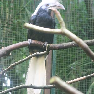 White-crowned Hornbill (Berenicornis comatus) October 2007