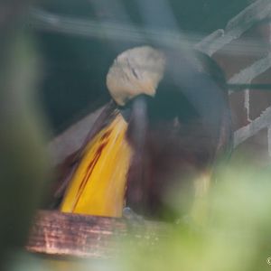 Greater Bird-of-paradise (Paradisaea apoda) October 2007