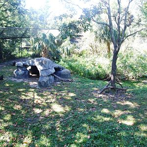 Mandrill Enclosure at Jacksonville, 10/10/13