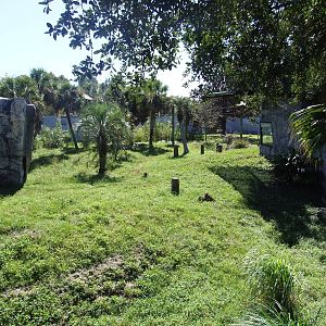 Gorilla Enclosure at Jacksonville, 10/10/13