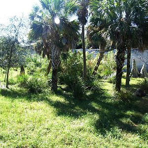 Gorilla Enclosure at Jacksonville, 10/10/13