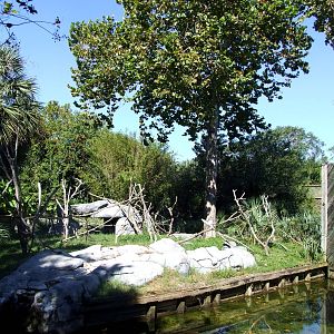 Lemur Enclosure at Jacksonville, 10/10/13