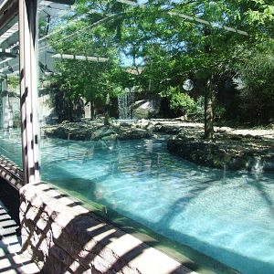Penguin Enclosure at Jacksonville, 10/10/13