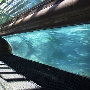 Penguin Enclosure at Jacksonville, 10/10/13
