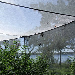 Butterfly Exhibit at Jacksonville, 10/10/13