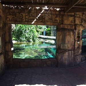 Jaguar Viewing at Jacksonville, 10/10/13