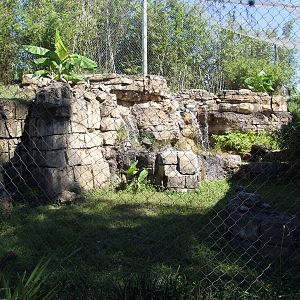 Jaguar Enclosure at Jacksonville, 10/10/13