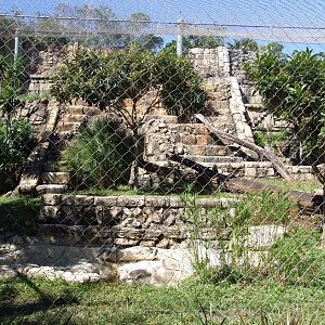 Jaguar Enclosure at Jacksonville, 10/10/13