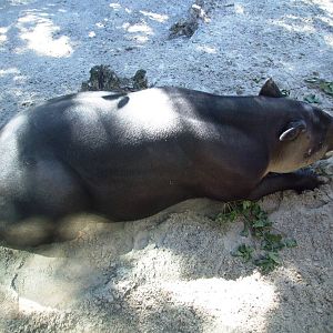 Baird's Tapir at Jacksonville, 10/10/13