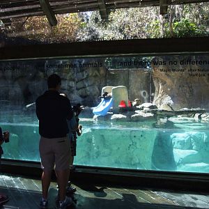 Giant Otter Enclosure at Jacksonville, 10/10/13