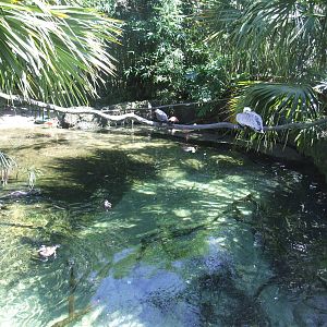 South American Walk-through Aviary at Jacksonville, 10/10/13