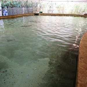 Ray Touch-tank at Jacksonville, 10/10/13