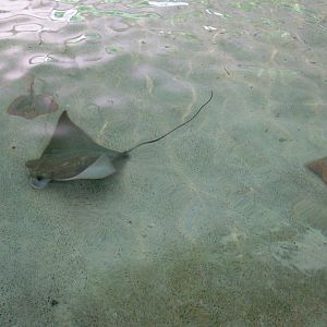 Cownose Ray and Atlantic Stingrays at Jacksonville, 10/10/13