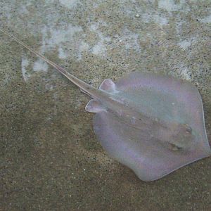 Atlantic Stingray at Jacksonville, 10/10/13