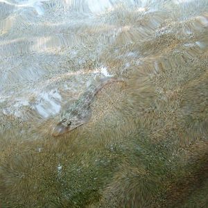 Clear-nosed Guitarfish at Jacksonville, 10/10/13