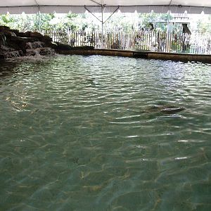 Ray Touch-tank at Jacksonville, 10/10/13