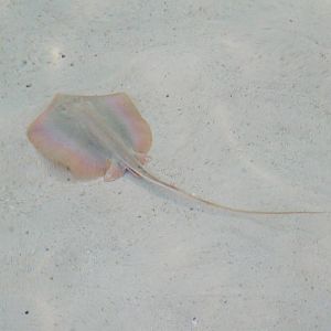 Atlantic Stingray at Jacksonville, 10/10/13