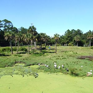 Savannah Paddock at Jacksonville, 10/10/13