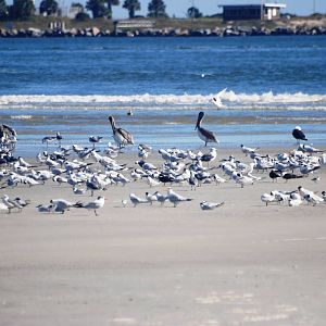 Seabirds, Huguenot Memorial Park, October 2013