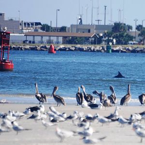 Seabirds and Friend, Huguenot Memorial Park, October 2013