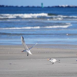 Royal Terns, Huguenot Memorial Park, October 2013