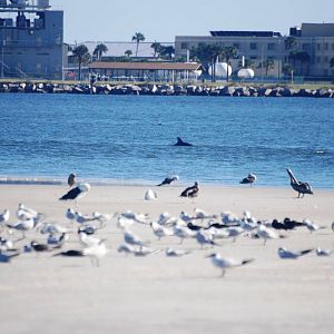 Seabirds and Friend, Huguenot Memorial Park, October 2013