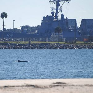 Atlantic Bottle-nosed Dolphin, Huguenot Memorial Park, October 2013