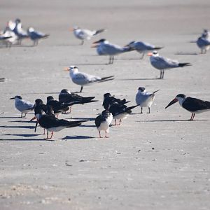 Black Skimmers and Terns, Huguenot Memorial Park, October 2013