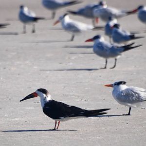 Black Skimmer and Terns, Huguenot Memorial Park, October 2013