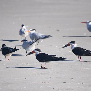 Black Skimmer and Terns, Huguenot Memorial Park, October 2013