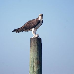 American Osprey, Huguenot Memorial Park, October 2013