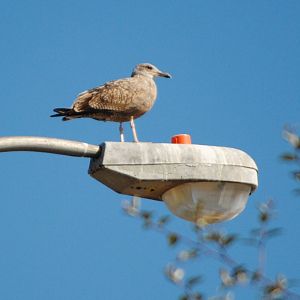 Juvenile American Herring Gull