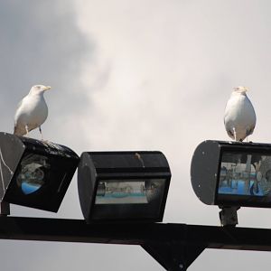 American Herring Gulls