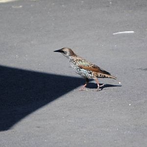 Common Starling