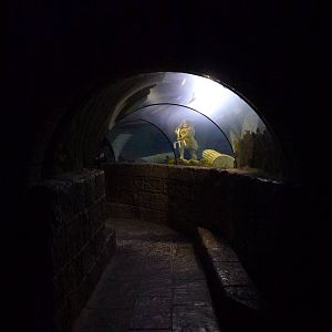 Underwater tunnel, November 2013.