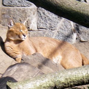 Caracal (Caracal caracal)