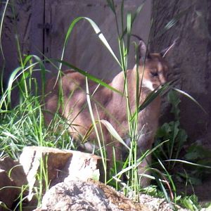 Caracal (Caracal caracal)