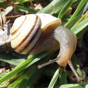White-lipped Snail (Cepaea hortensis)