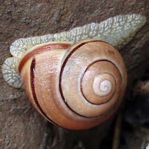 Brown-lipped Snail (Cepaea nemoralis)