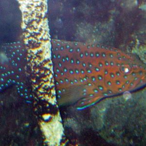 Coral Hind (Cephalopholis miniata)