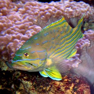 Harlequin Hind (Cephalopholis polleni)