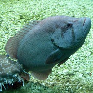 Tomato Hind (Cephalopholis sonnerati)