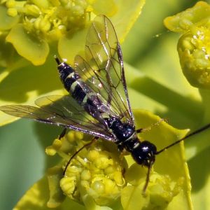 Wheat-stem Sawfly (Cephus pygmaeus)