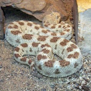 Saharan Horned Viper (Cerastes cerastes)