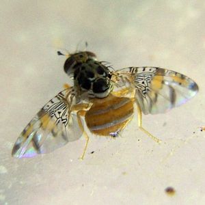 Mediterranean Fruit Fly (Ceratitis capitata)